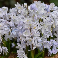Scilla mitschenkoana  Photo: J. Amand